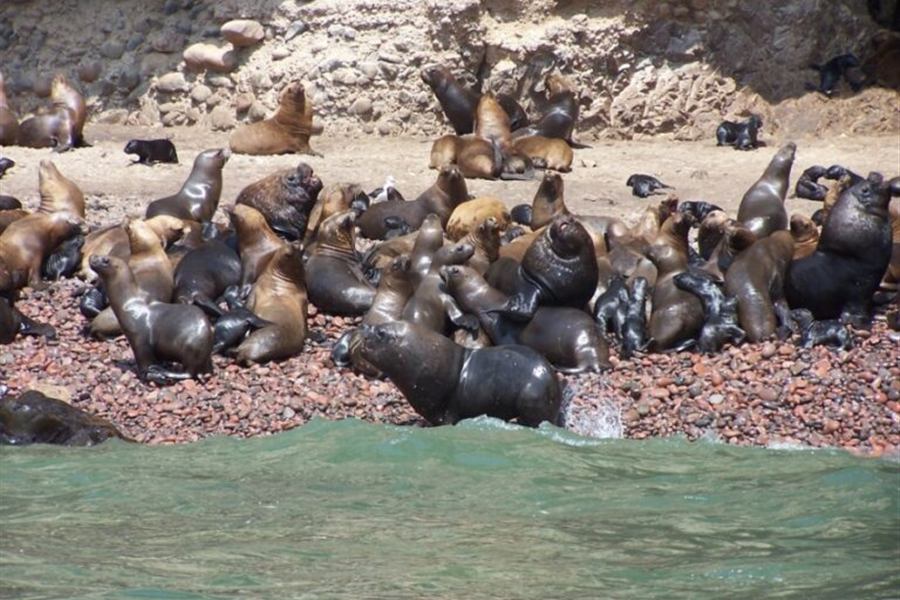 Lobos marinos de las Islas Ballestas